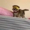 » ✨ cats !!; – 23