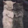 » ✨ cats !!; – 24