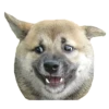 Dogs 11