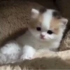 » ✨ cats !!; – 25