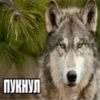 Be a wolf @stickersb2b 14