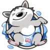 Chuck the Husky 17