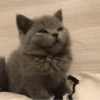 » ✨ cats !!; – 26