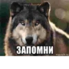 Be a wolf @stickersb2b 15