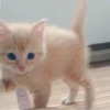 » ✨ cats !!; – 27