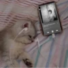 » ✨ cats !!; – 28