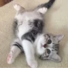 » ✨ cats !!; – 29
