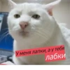 шевацитатникпак @sheva_quotes 30