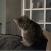 » ✨ cats !!; – 30