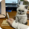 Больше стиков тYт: @stikery4 10