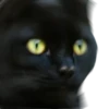 Black Cat @TVstickers 13