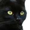 Black Cat @TVstickers 19