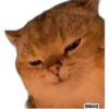 Michis meme 🐱❤️ 5