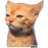 Michis meme 🐱❤️ 6