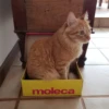 moleca