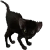 blackcat 5