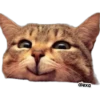 Michis meme 🐱❤️ 9