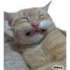 Michis meme 🐱❤️ 10