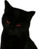 blackcat 6