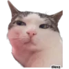 Michis meme 🐱❤️ 11