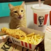 KFC KFCBRASIL O kfcbrasil.com KFC KFC