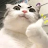 Derpy Animals — 12