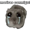🐹 hámster triste 2🐹 18