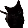 blackcat 7
