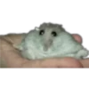 🐹 hámster triste 🐹 10
