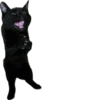 blackcat 8