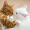 Dog&cat by @stqrapp 14