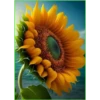 Sunflowers 2 14