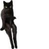 blackcat 9