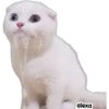 Michis meme 🐱❤️ 13