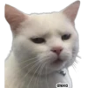 Michis meme 🐱❤️ 14