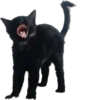 blackcat 10