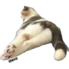 Michis meme 🐱❤️ 16