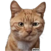 Michis meme 🐱❤️ 17