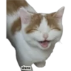 Michis meme 🐱❤️ 18