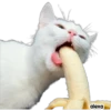 Michis meme 🐱❤️ 19