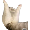 Michis meme 🐱❤️ 20