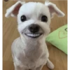stickers.zoe.perritos 10