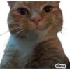 Michis meme 🐱❤️ 21