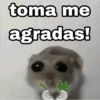 🐹 hámster triste 2🐹 26