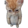 Michis meme 🐱❤️ 22