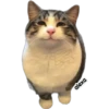 Michis meme 🐱❤️ 24