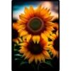 Sunflowers 2 22