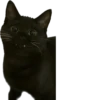 blackcat 11