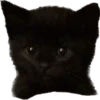 blackcat 12