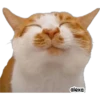 Michis meme 🐱❤️ 25